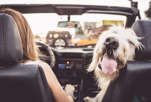 Driving with Your Dog