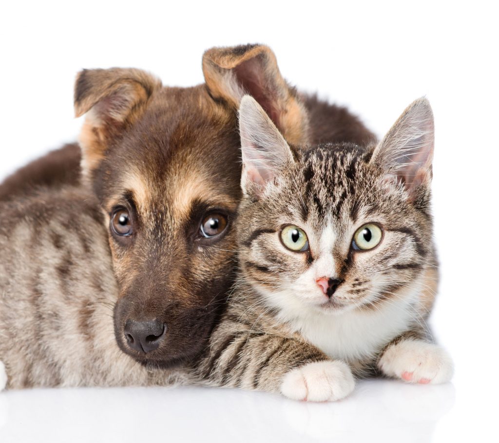 5 Myths About Dogs and Cats Debunked! - Petswelcome.com