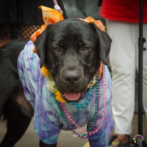dog in hippie costume at pet-friendly music festival