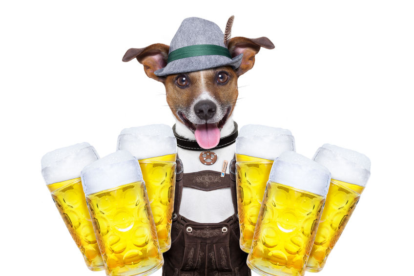 dog with beers