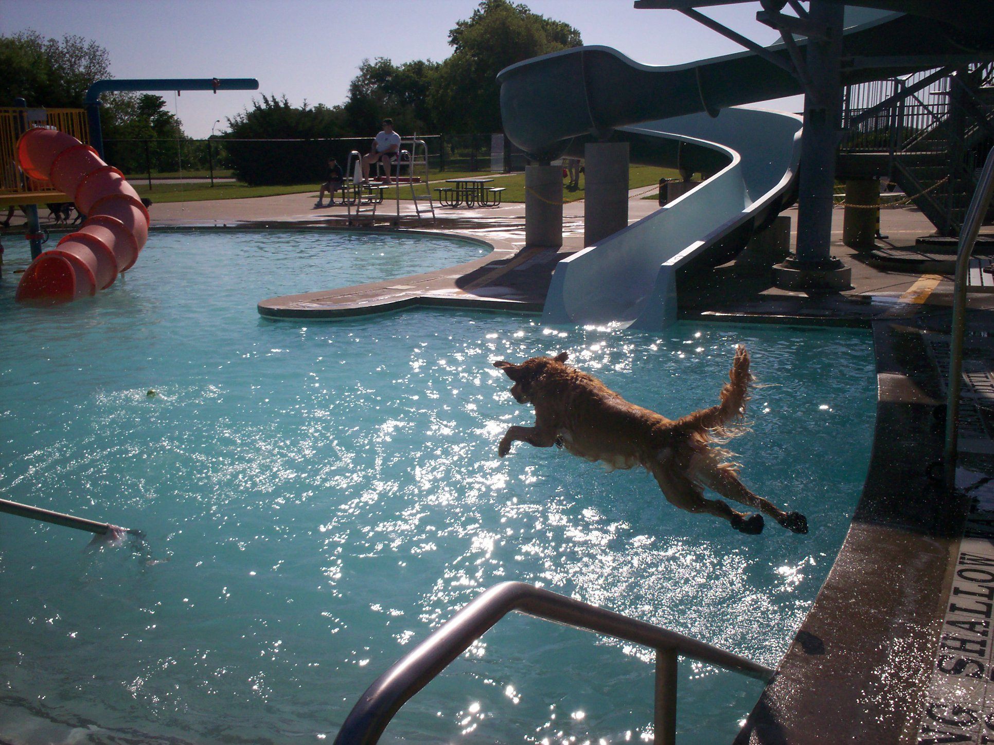 Dog diving in pool Plano, TX