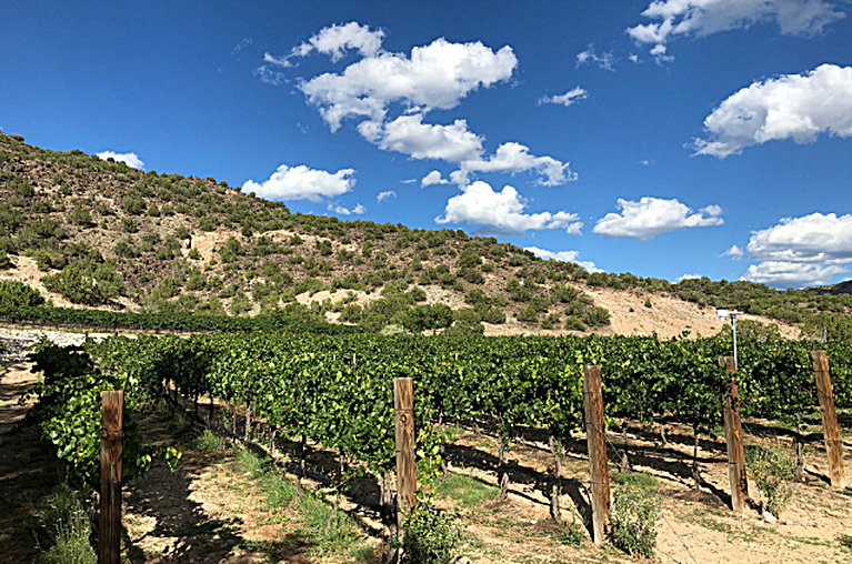 Vineyard at Black Mesa Winery