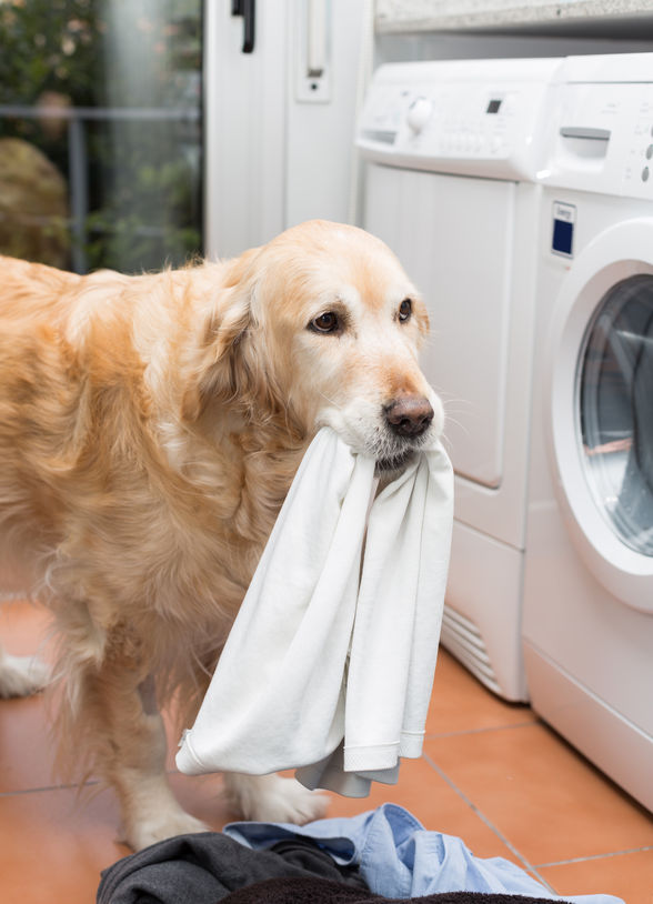 dog doing laundry