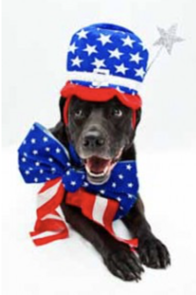 dog dressed in flag