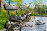 cats on a bench