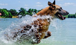 koira hyppää vedestä St. Augustine FL:ssä