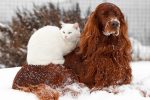 Dog and Cat in Snow