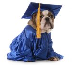 dog as graduate