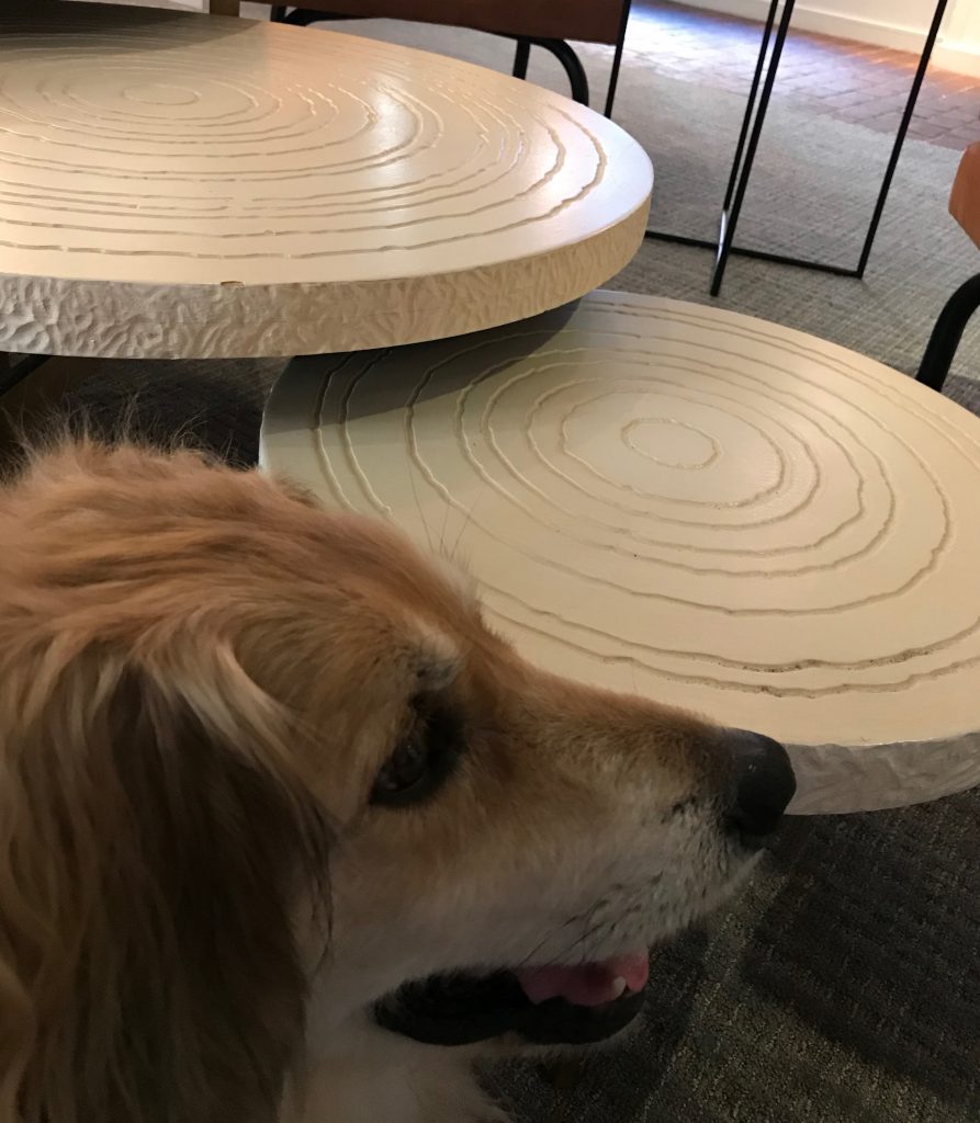 Charlie waiting for happy hour at the Kimpton Hotel