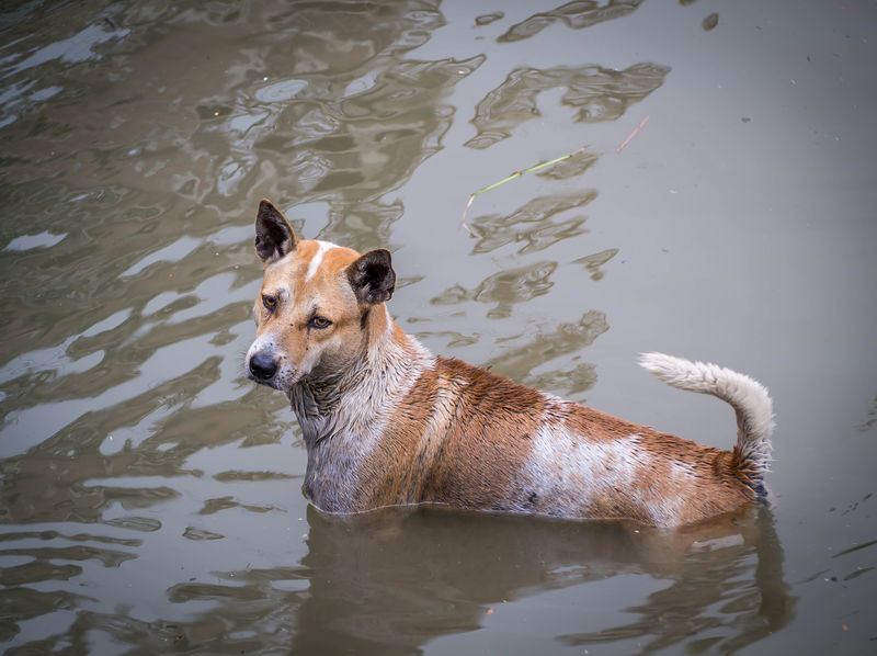 Stray dog standing in the water