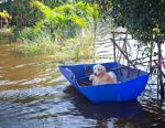dogs on flooded river
