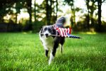 Dog carrying US Flag
