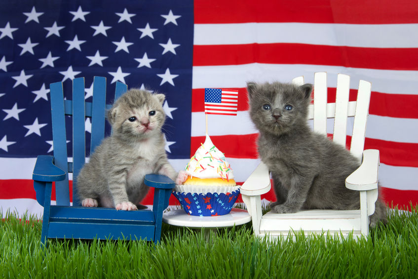 Cats on July 4th