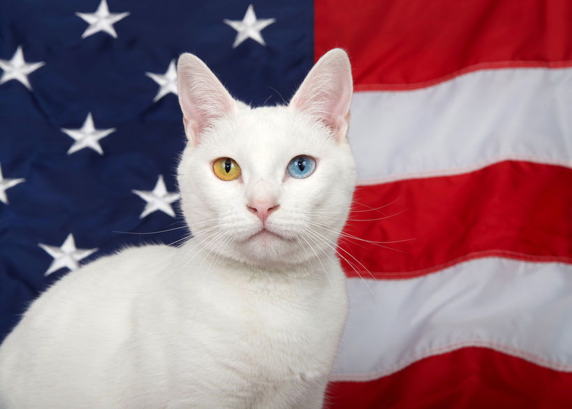 patriotic cat