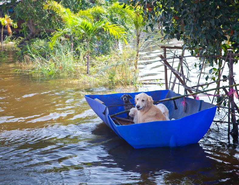 dogs in boat after storm