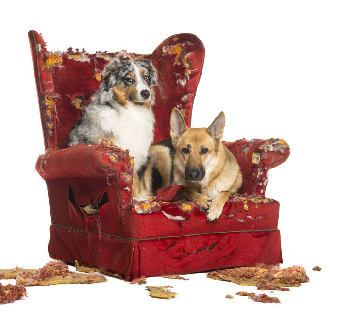 Untrained dogs in chair