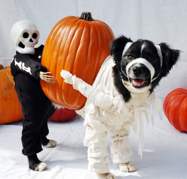 dog with big costume