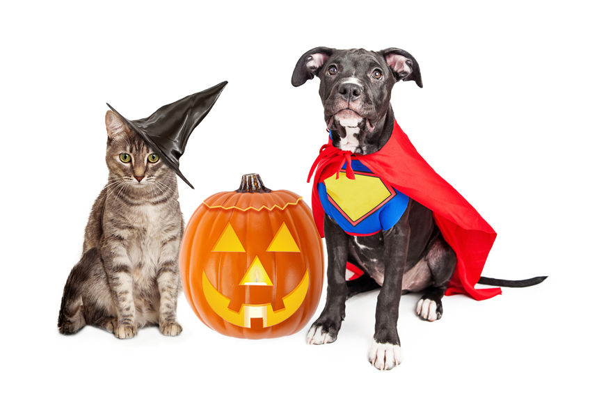 Cat and dog on Halloween