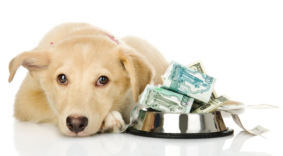 dog with saved pet fee