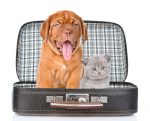 Dog and Cat in suitcase
